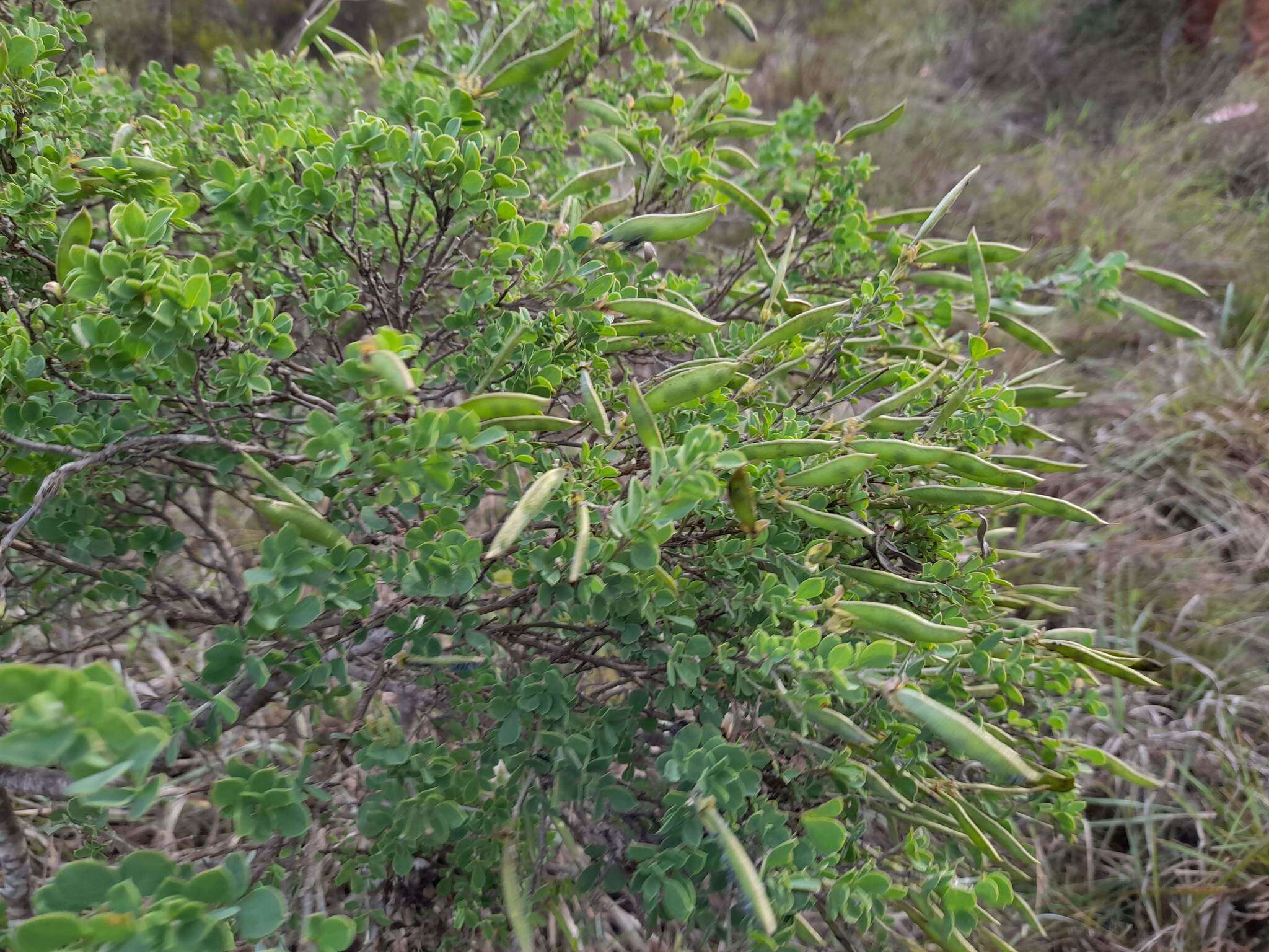 Image of Argyrolobium crassifolium Eckl. & Zeyh.