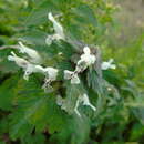 Lamium bifidum Cirillo resmi