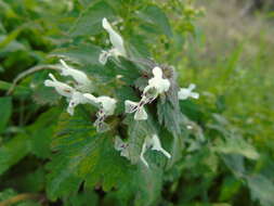 Plancia ëd Lamium bifidum Cirillo