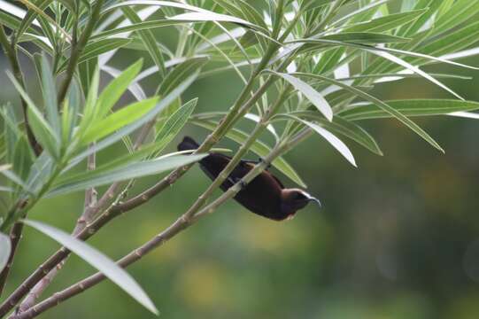 Image of Carmelite Sunbird