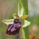 Sivun Ophrys sphegodes subsp. gortynia H. Baumann & Künkele kuva