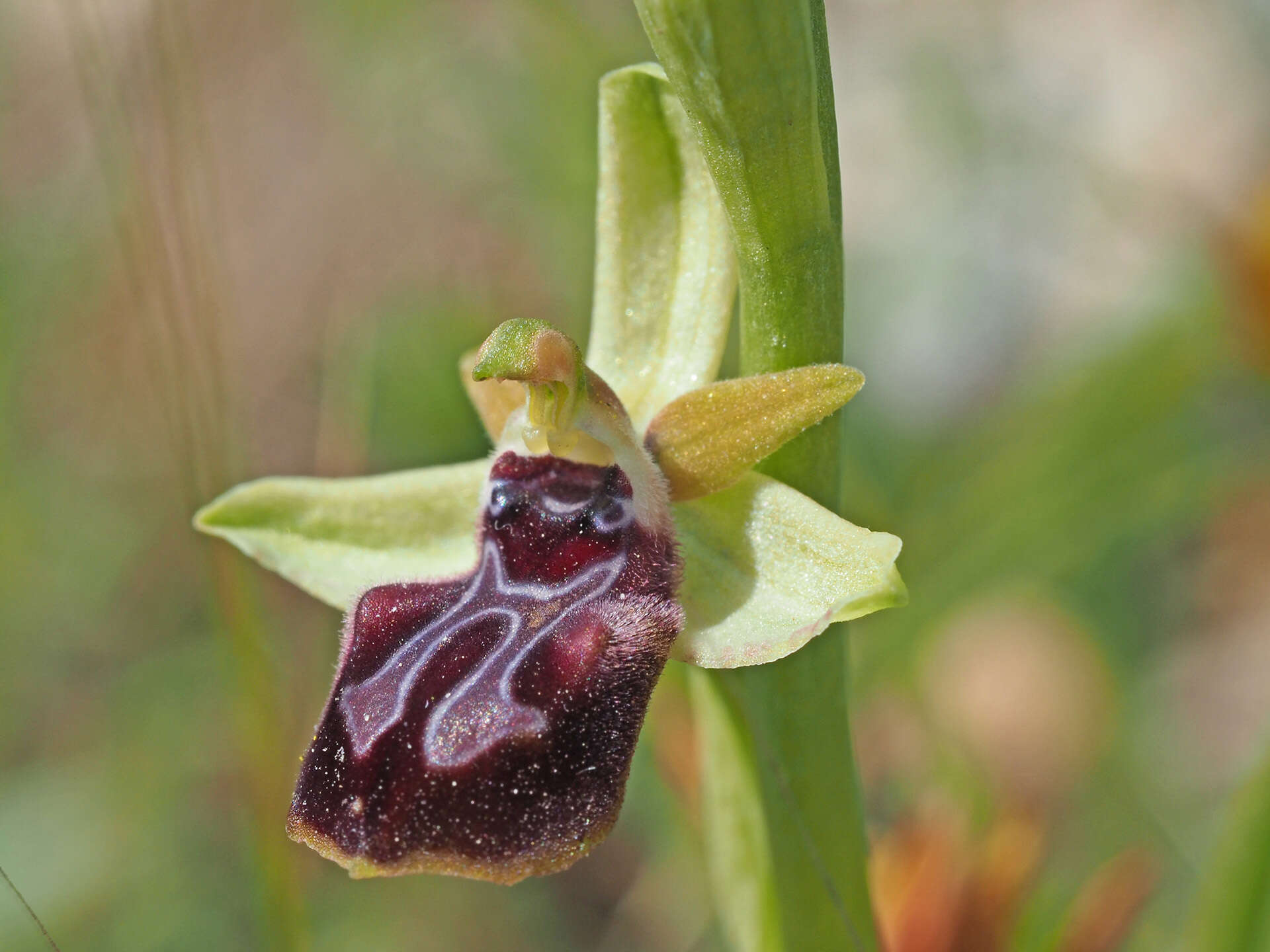 Image of Ophrys sphegodes subsp. gortynia H. Baumann & Künkele