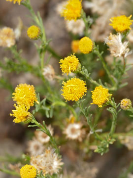Image of African sheepbush