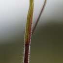 Image of Caladenia anthracina D. L. Jones