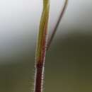 Caladenia anthracina D. L. Jones的圖片