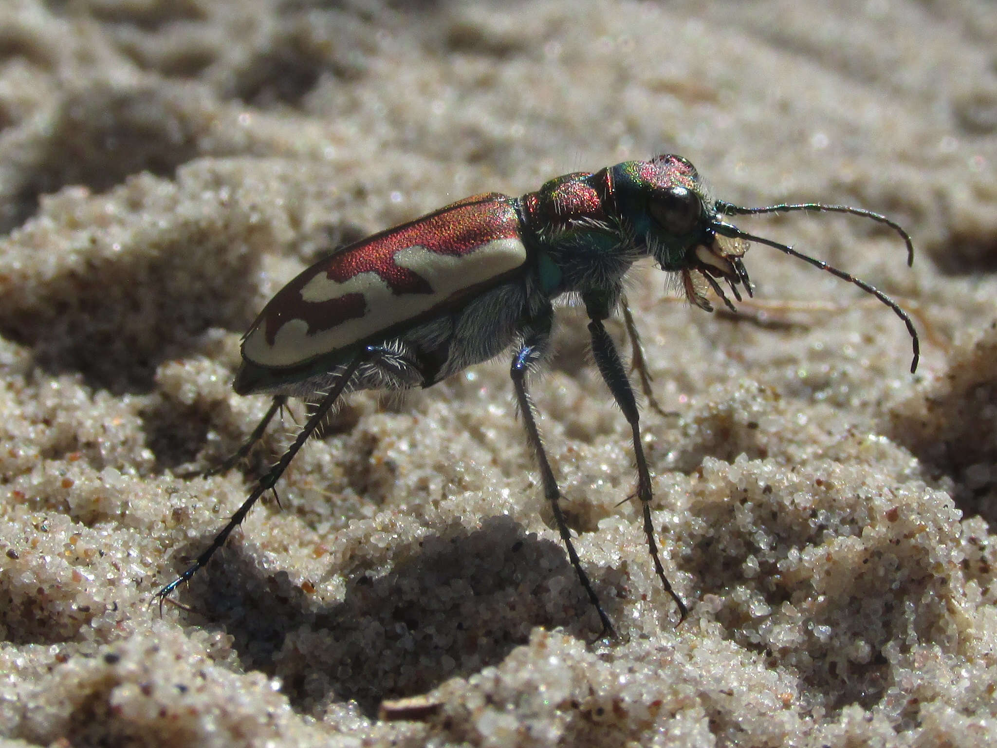 Image of Cicindela (Cicindela) lengi lengi W. Horn 1908