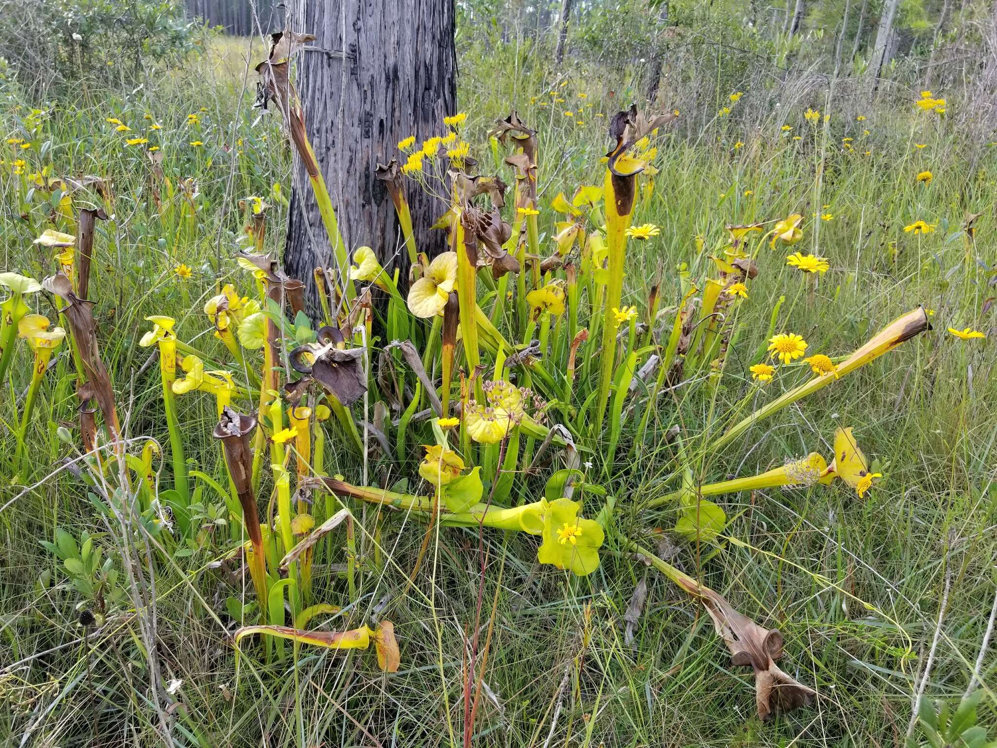 Image of Yellow pitcher plant