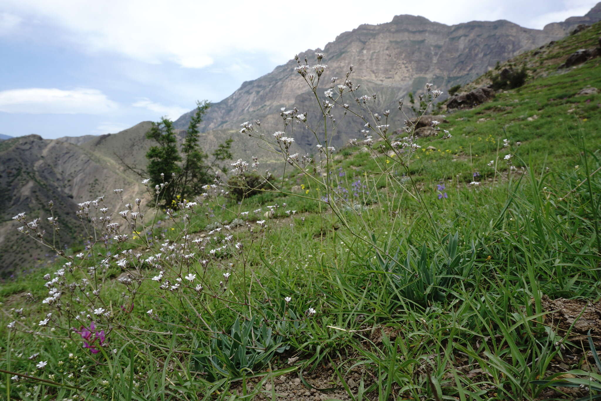 Plancia ëd Gypsophila acutifolia Fisch.