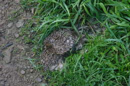 Image of hedgehog