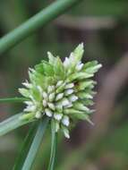 Image de Cyperus dubius Rottb.