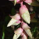 Tillandsia eizii L. B. Sm. resmi