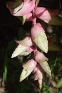 Image of Tillandsia eizii L. B. Sm.