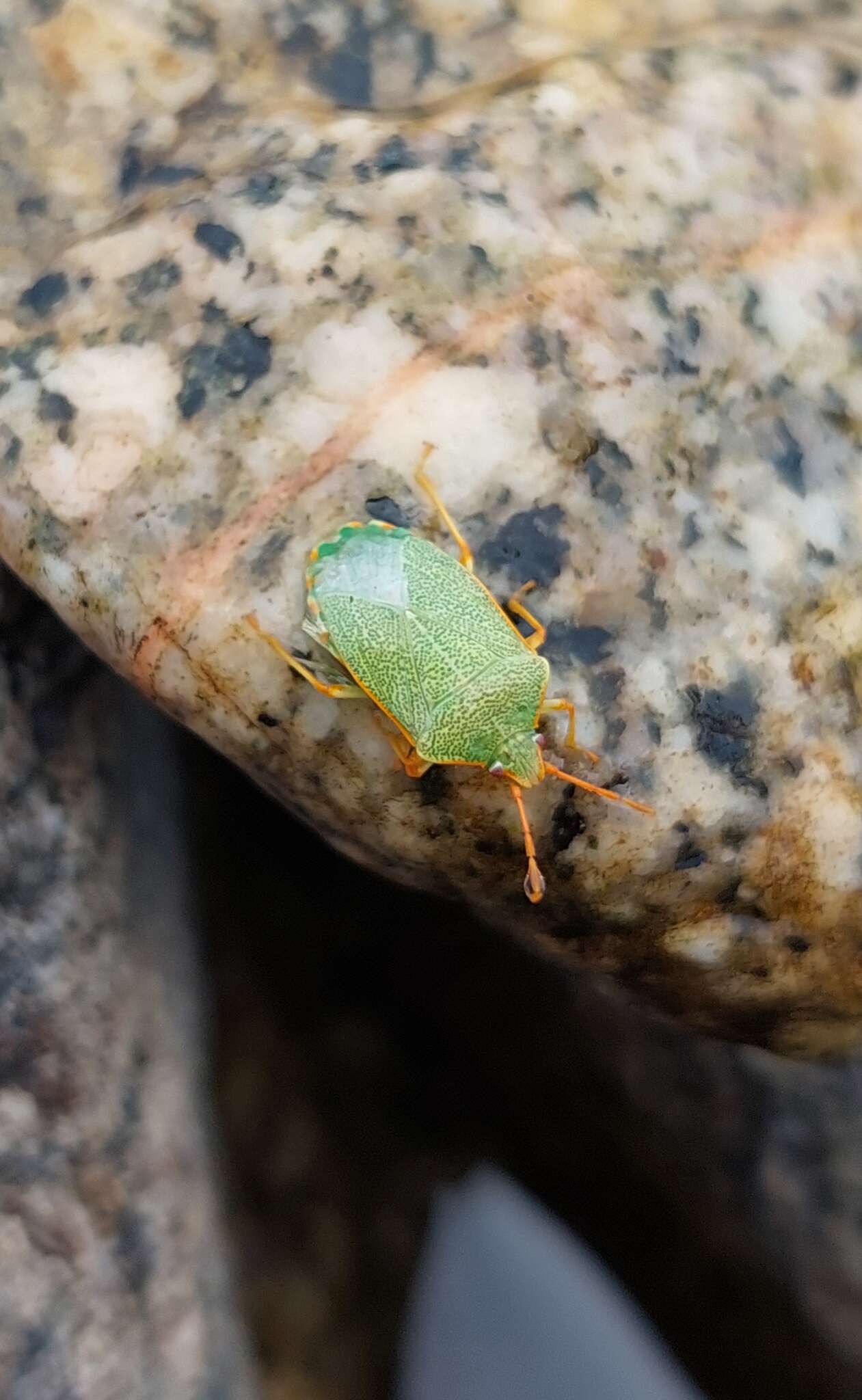 Image of <i>Sinopla perpunctatus</i>