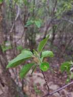 Image of Acalypha boinensis Leandri