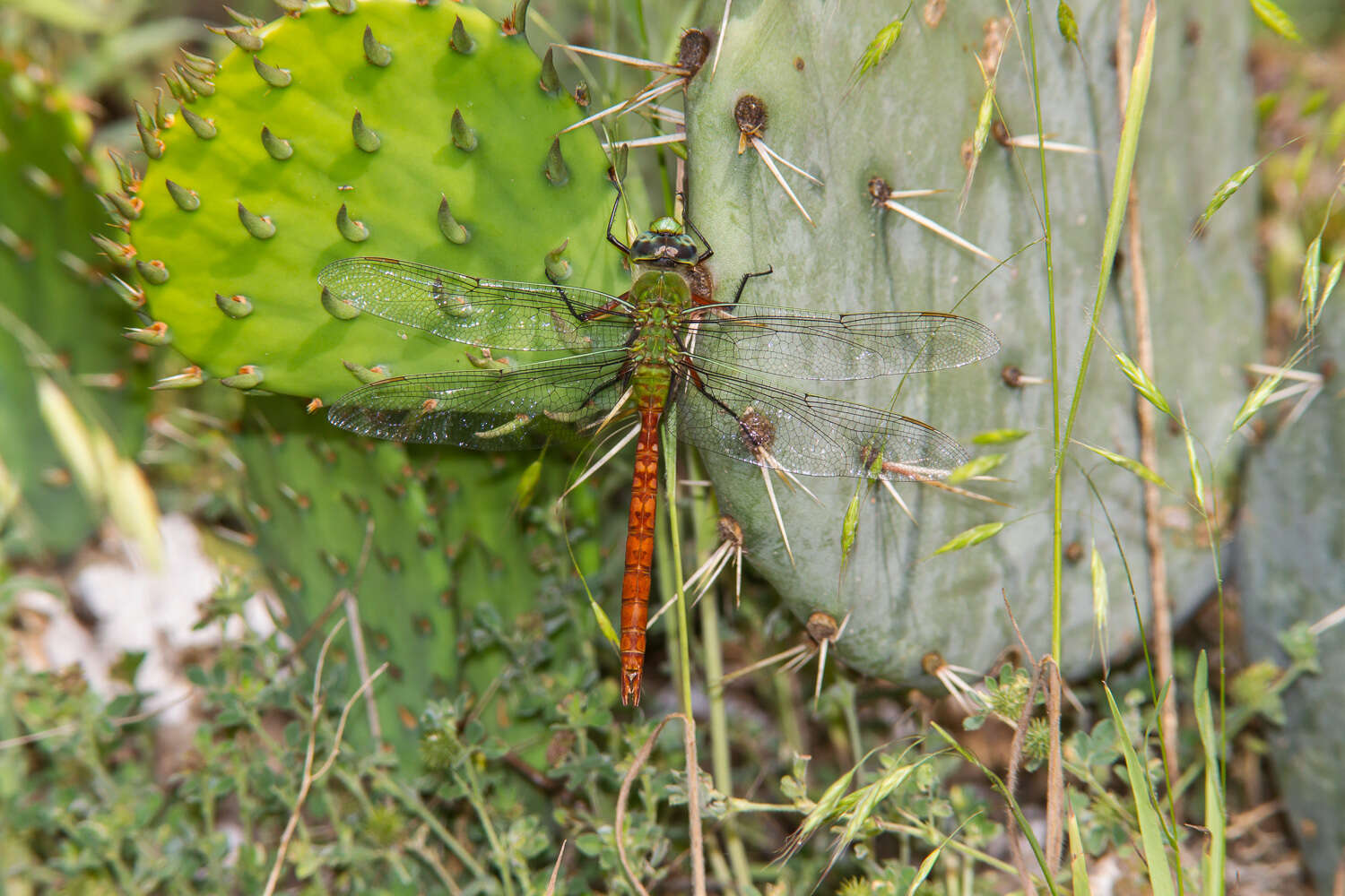 Image of Comet Darner