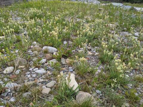 Image of field locoweed