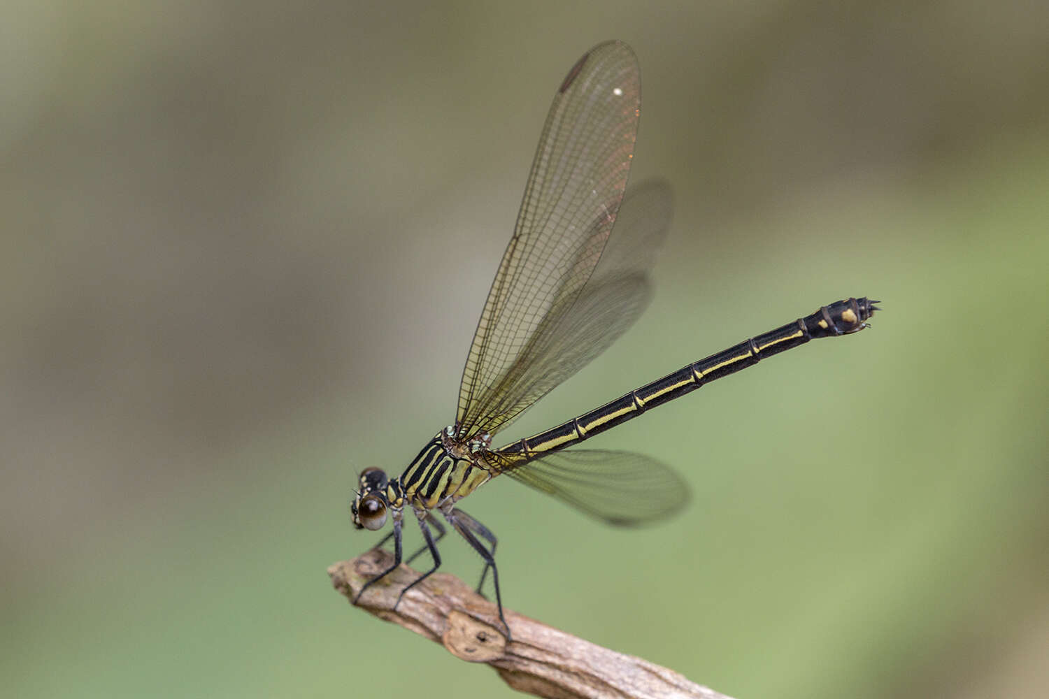 Image of Euphaea masoni Selys 1879