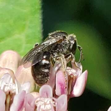 صورة Lasioglossum pectorale (Smith 1853)