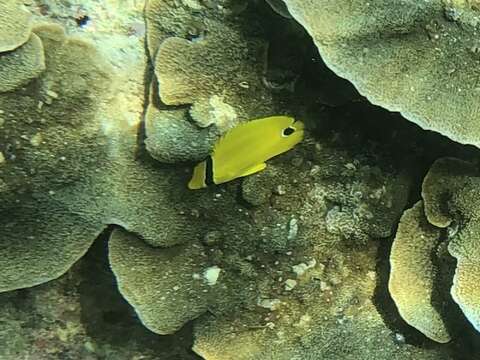 Image of Yellow Butterflyfish