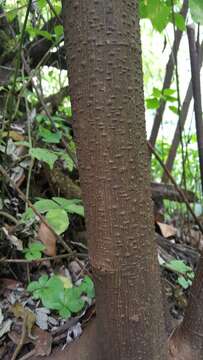 Imagem de Debregeasia longifolia (Burm. fil.) Wedd.