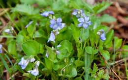 Image of alpine violet