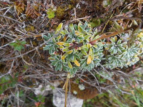 Image of Encrusted Saxifrage