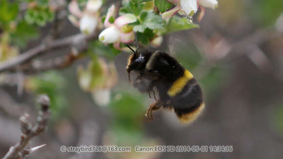 Слика од Bombus ganjsuensis Skorikov 1913