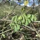 Image of Adenia fruticosa subsp. fruticosa