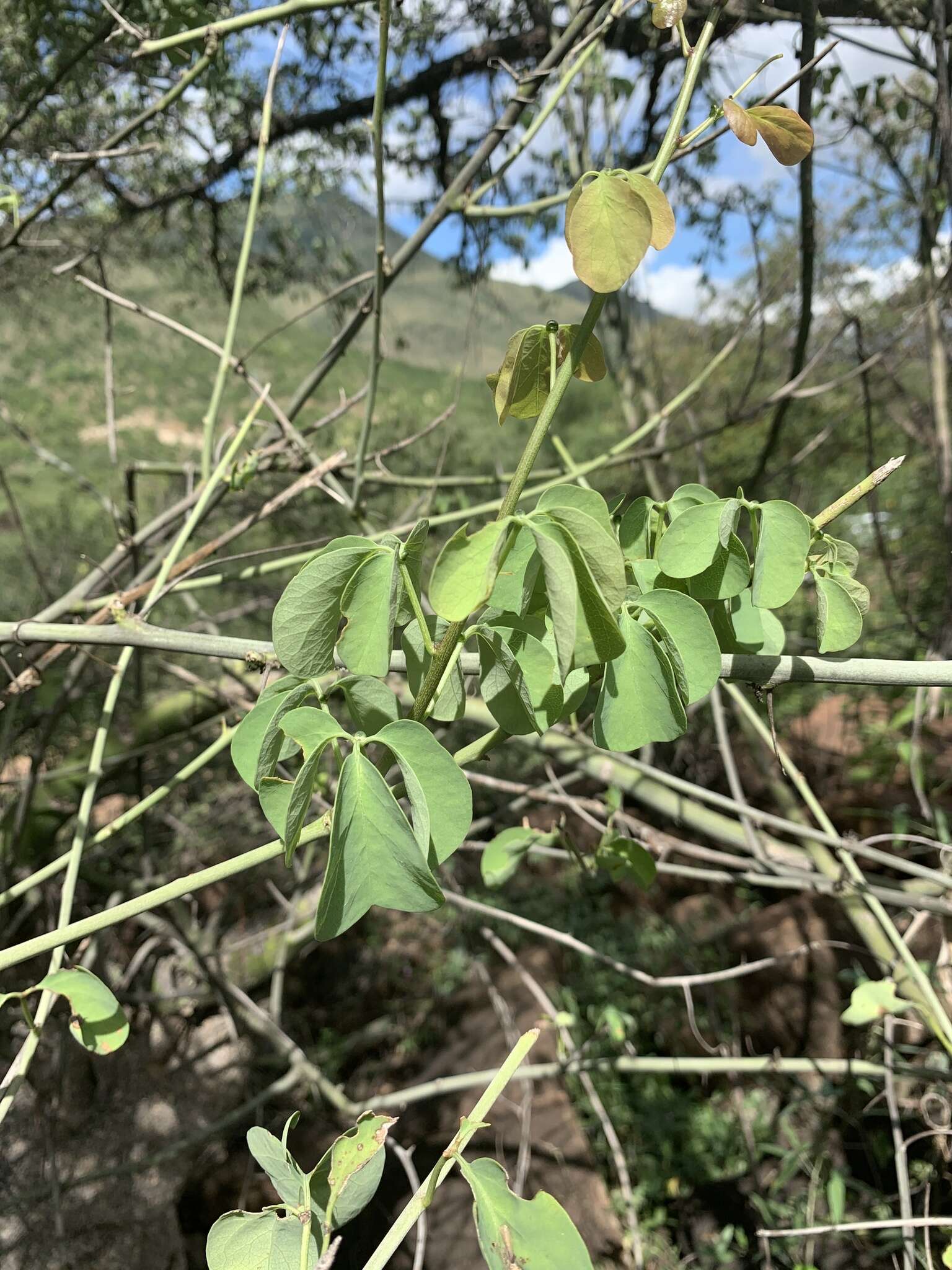 Image of Adenia fruticosa subsp. fruticosa