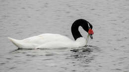 Imagem de Cisne-de-pescoço-preto