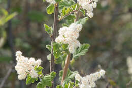 Holodiscus discolor (Pursh) Maxim. resmi