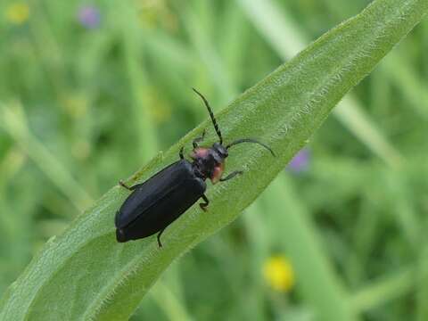 Слика од Pyropyga nigricans (Say 1823)