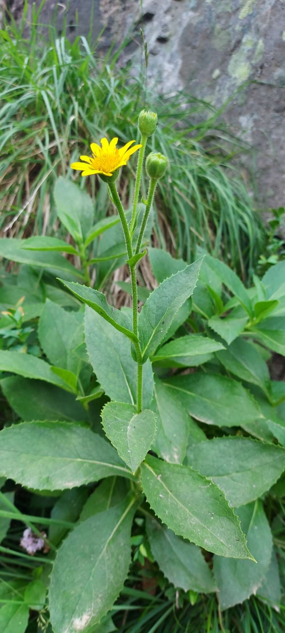 Image of Doronicum corsicum (Loisel.) Poir.