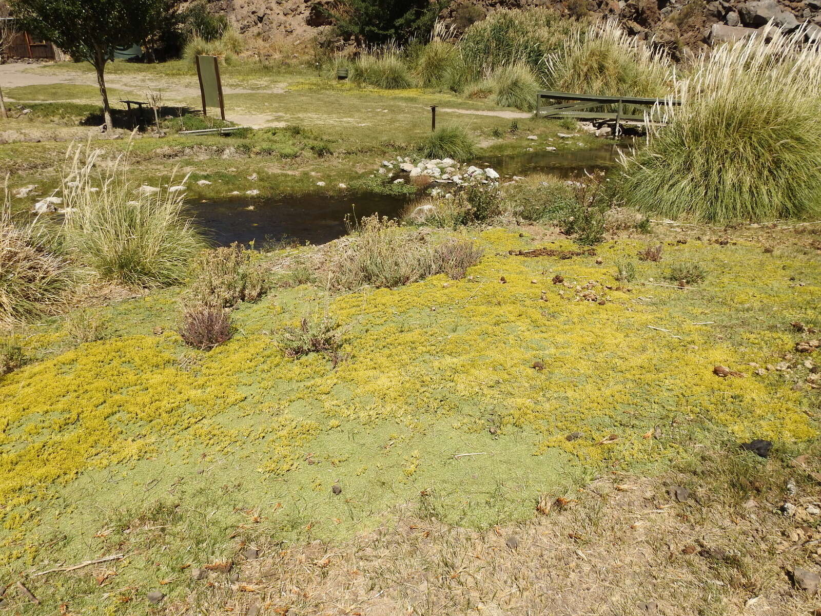 Imagem de Azorella trifurcata (Gaertn.) Pers.