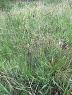 Image of Aristida bipartita (Nees) Trin. & Rupr.