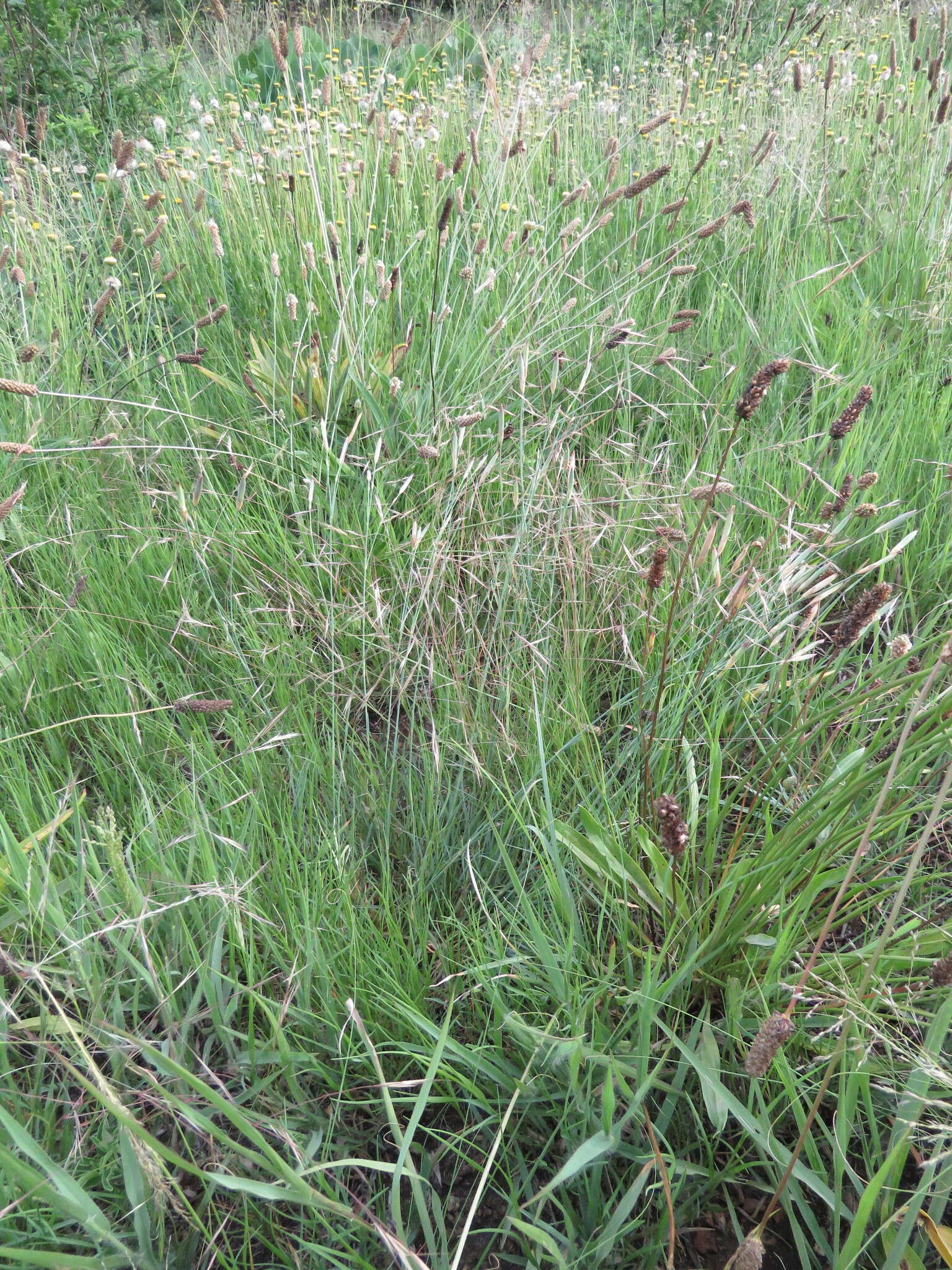 Image of Aristida bipartita (Nees) Trin. & Rupr.