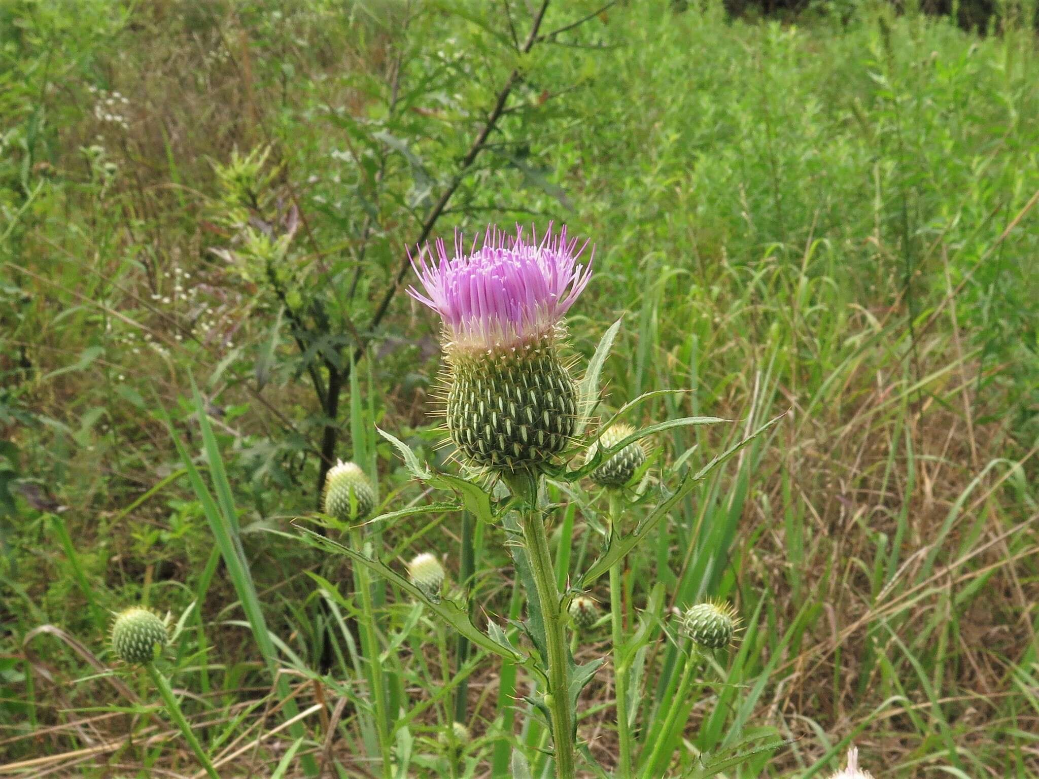 Cirsium engelmannii Rydb.的圖片