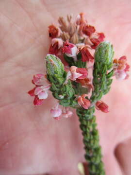 Image of Erica nervata Guthrie & Bolus