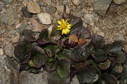 Image of Colorado ragwort