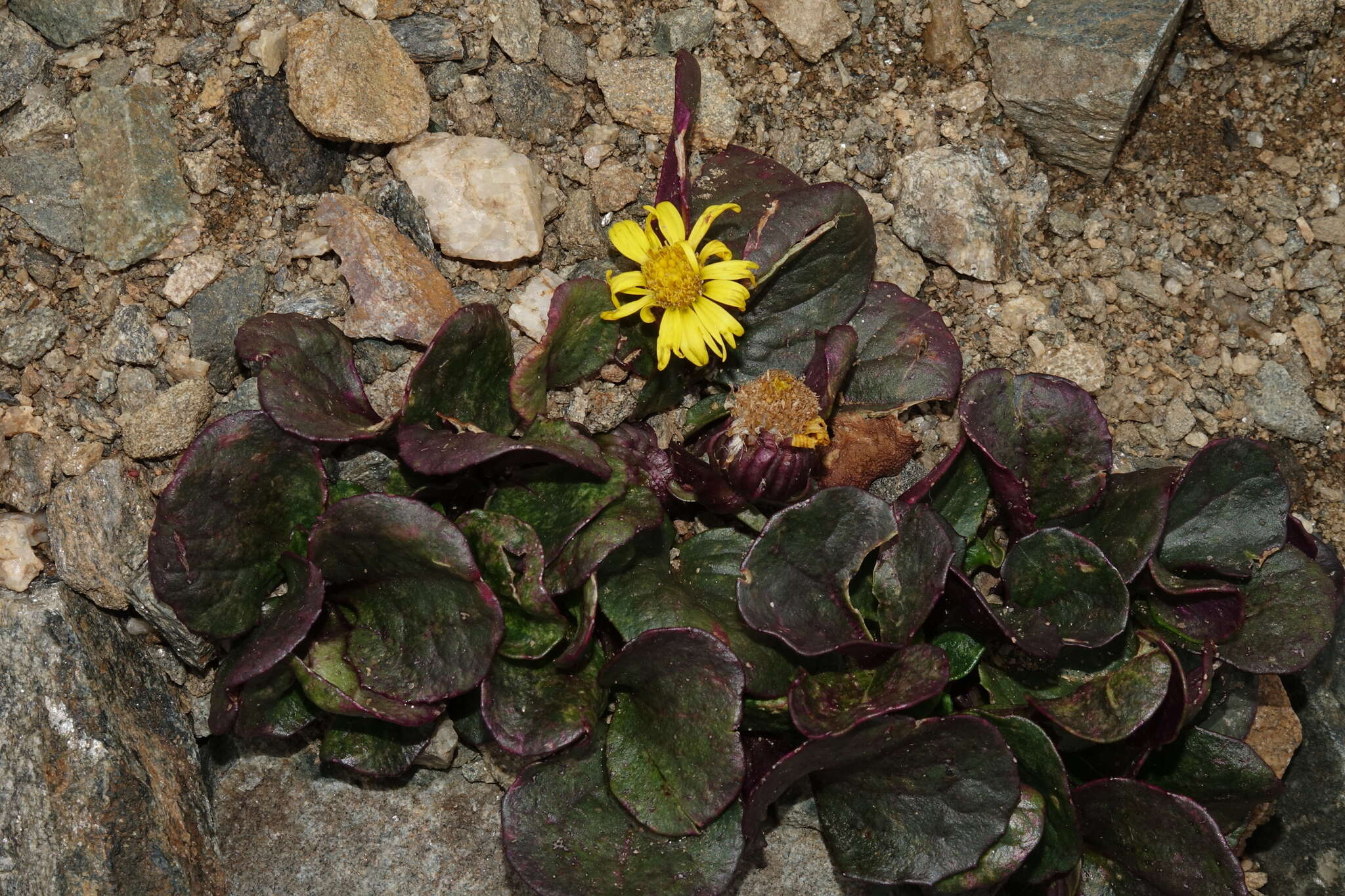 Image of Colorado ragwort