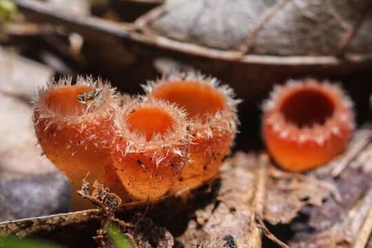 Image of Shaggy Scarlet Cup