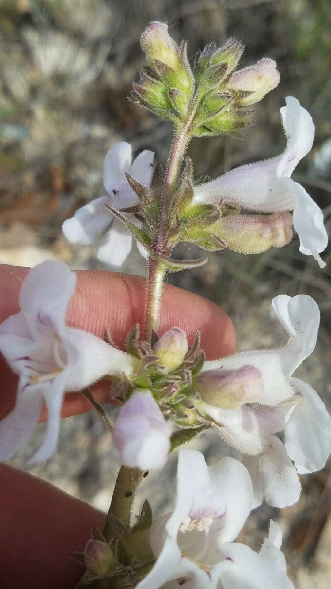 Image of Guadalupe beardtongue