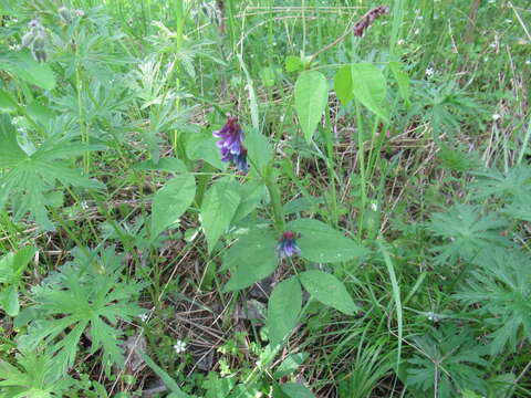 Vicia venosa (Link) Maxim.的圖片