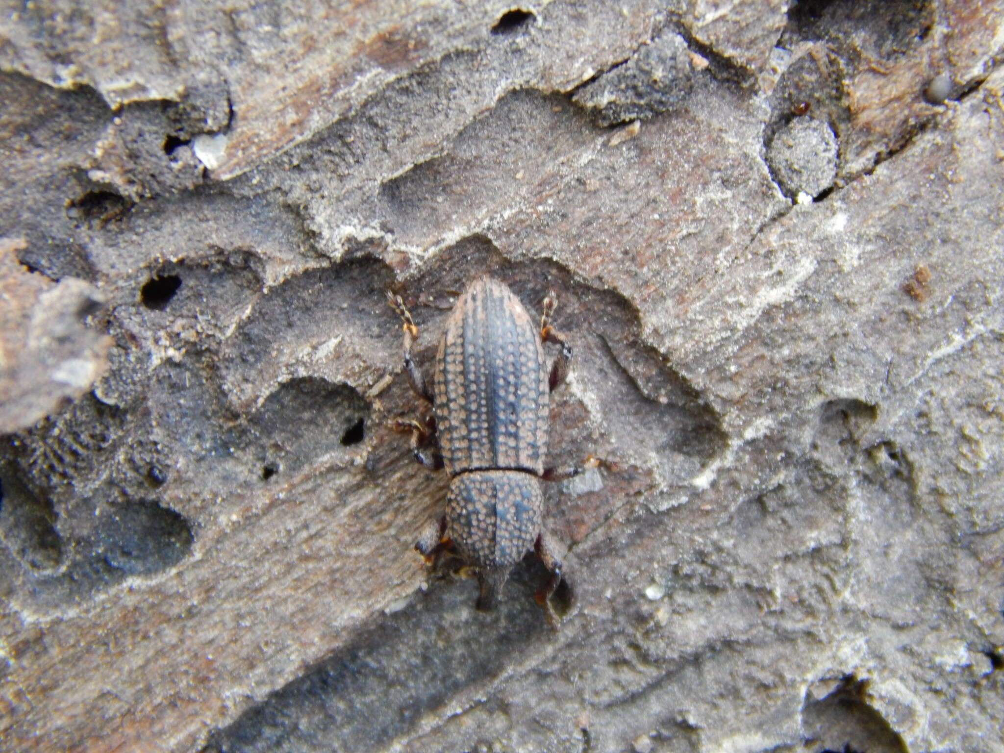 Image of Mitoplinthus caliginosus (Fabricius & J. C. 1775)