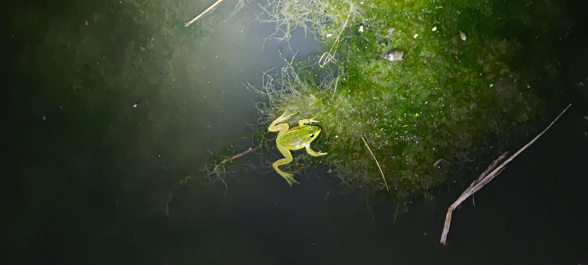 Image of Beijing Gold-striped Pond Frog