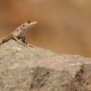 Image of Fitzgerald's Tree Iguana