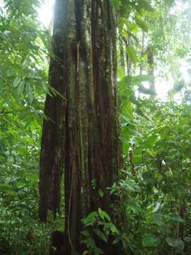 Image of Aspidosperma myristicifolium (Markgr.) Woodson