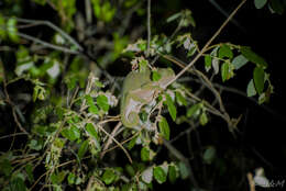 Image of Common African Flap-necked Chameleon