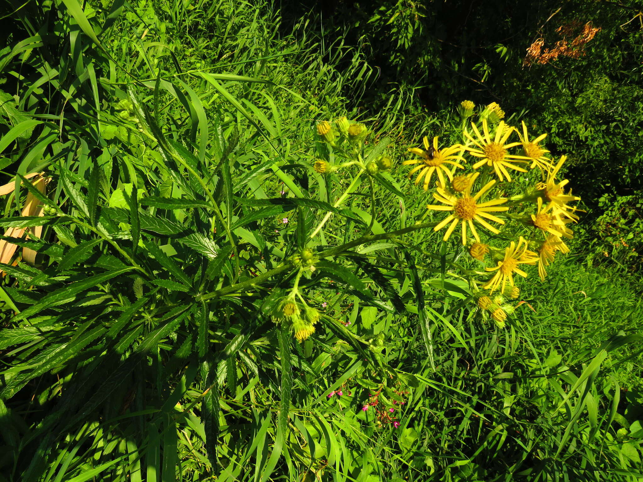 Imagem de Jacobaea paludosa subsp. paludosa