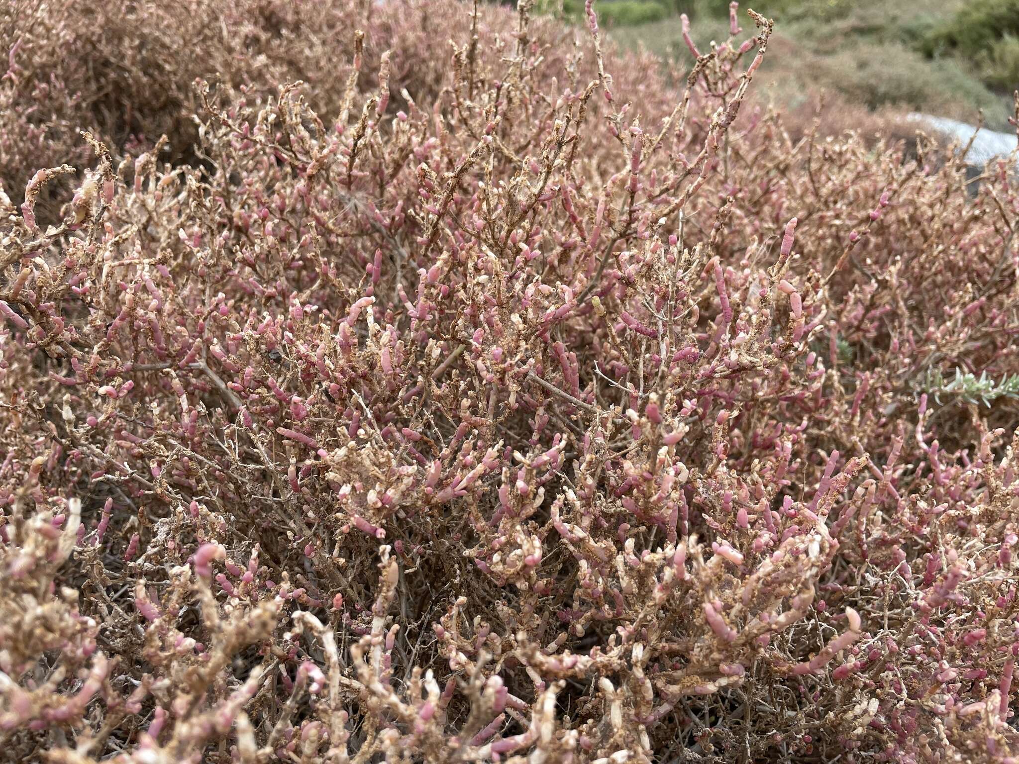 Слика од Salicornia pillansii (Moss) Piirainen & G. Kadereit